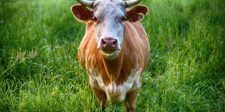 Czy technika PCR to jedyna metoda kontroli zakażeń bydła BVD?